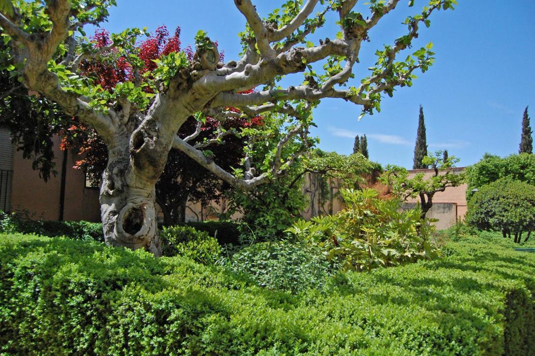 Un Vergel Al Pie De La Alhambra. Enjoy It Now!! Granada Exterior photo